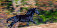 Impressionistic Friesian