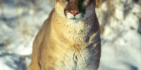 Intense Stare - Mountain Lion