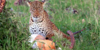 Intimidation - Leopard of Kenya