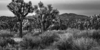 Joshua Tree National Park at Dusk