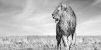 King of the Maasai Mara - African Lion