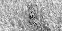 Leopard Among the Grasses