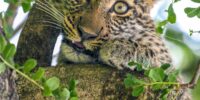 Leopard Cub Closeup