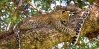 Leopard Cub and Mama's Tail