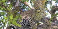 Leopard Cub