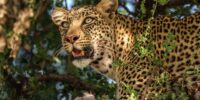 A female leopard with distinctive spots is perched on a tree branch, its gaze directed intensely off to the side. Surrounding foliage partially conceals the animal, while sunlight filters through the leaves, highlighting its sharp features and the remnants of a meal.