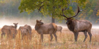 Lord Of Valley - Elk