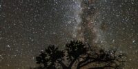 Milky Way Over a Desert Cottonwood