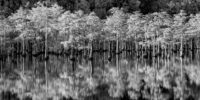 Mill Pond Reflections - Monochrome