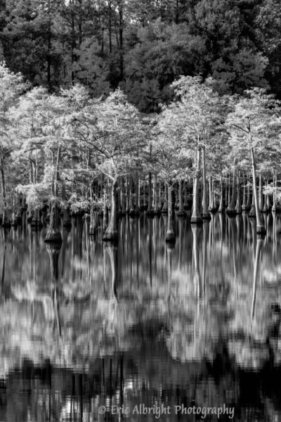 Mill Pond Reflections - Monochrome