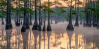 Mist Rising at Dawn - Cypress Lake