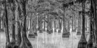 Misty Cypress Swamp