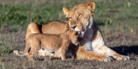 An African lion cub nudges its mother affectionately as she relaxes on the grassy ground. The cub seems eager for attention while the mother lion appears to be resting, yet attentive to her cub's needs.