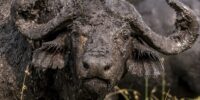 Mud Spa - African Cape Buffalo