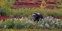 Musk Ox Alaska