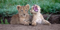 My Mighty Roar - Lion Cub