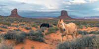 Navajo Ponies - Monument Valley