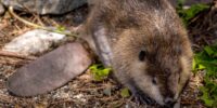 North American Beaver