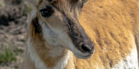 North American Pronghorn Portrait