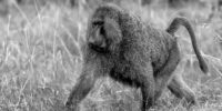 Olive Baboon - Male - Black and White