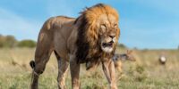 Orkitok Returns - African Lion