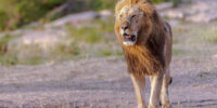 Osapuk in the Maasai Mara African Lion