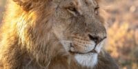 Portrait of Lambalang - African Lion