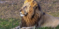 Portrait of Osapuk - African Lion