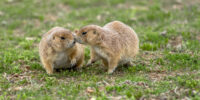 Prairie Dog Companions