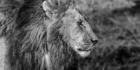 Profile of Osapuk - African Lion