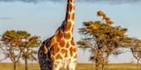 Reticulated Giraffe