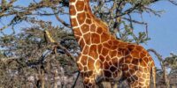 Reticulated Giraffe Bull Profile