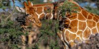 Reticulated Giraffe Grazing