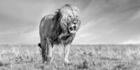 The African Lion Orkitok, one of the male leaders of the Topi Pride in the Maasai Mara National Preserve, strides across an open savannah under a dramatic sky, its mane blowing in the wind. Captured in monochrome, the photograph highlights the textures of the lion's fur and the vastness of its habitat.