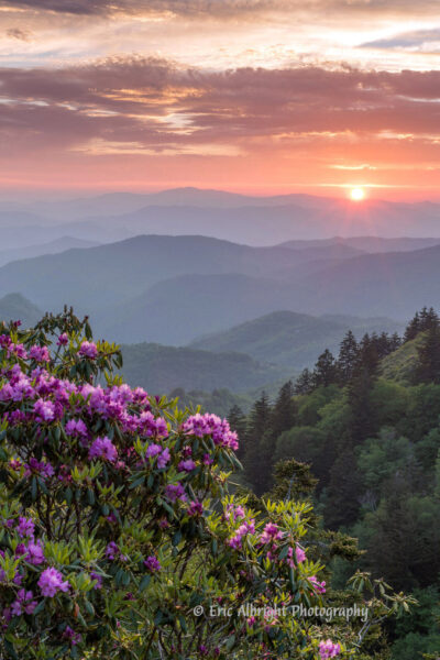 Rhododendron Over the Blue Ridge