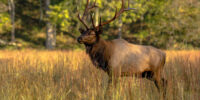 Smoky Mountain Bull ELk