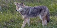 Smoky Mountain Coyote