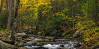 Smoky Mountain Creekside Autumn