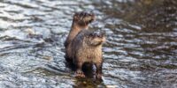 Smoky Mountain River Otter