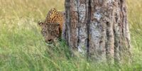 Sneak Attack - African Leopard