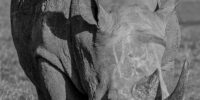 Southern White Rhinoceros Black and White Vertical