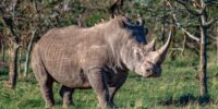 Southern White Rhinoceros Bull