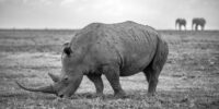 Southern White Rhinoceros Monochrome