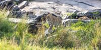 Stalking Through the Grasses - Leopard