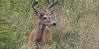 Summer Buck - White-tailed Deer