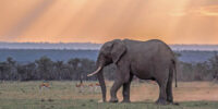 Sun Rays Over an African Elephant