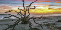 Sunrise Driftwood Beach - Jekyll Island