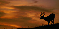 Sunset Buck White-tailed Deer