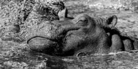 Sweet Dreams - Hippopotamus