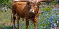 Texas Longhorn Bull